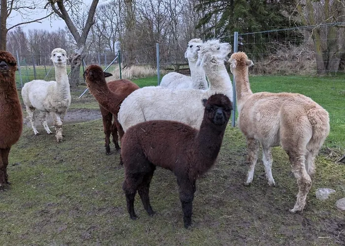 شقة Urlaub Auf Dem Alpakahof Naehe